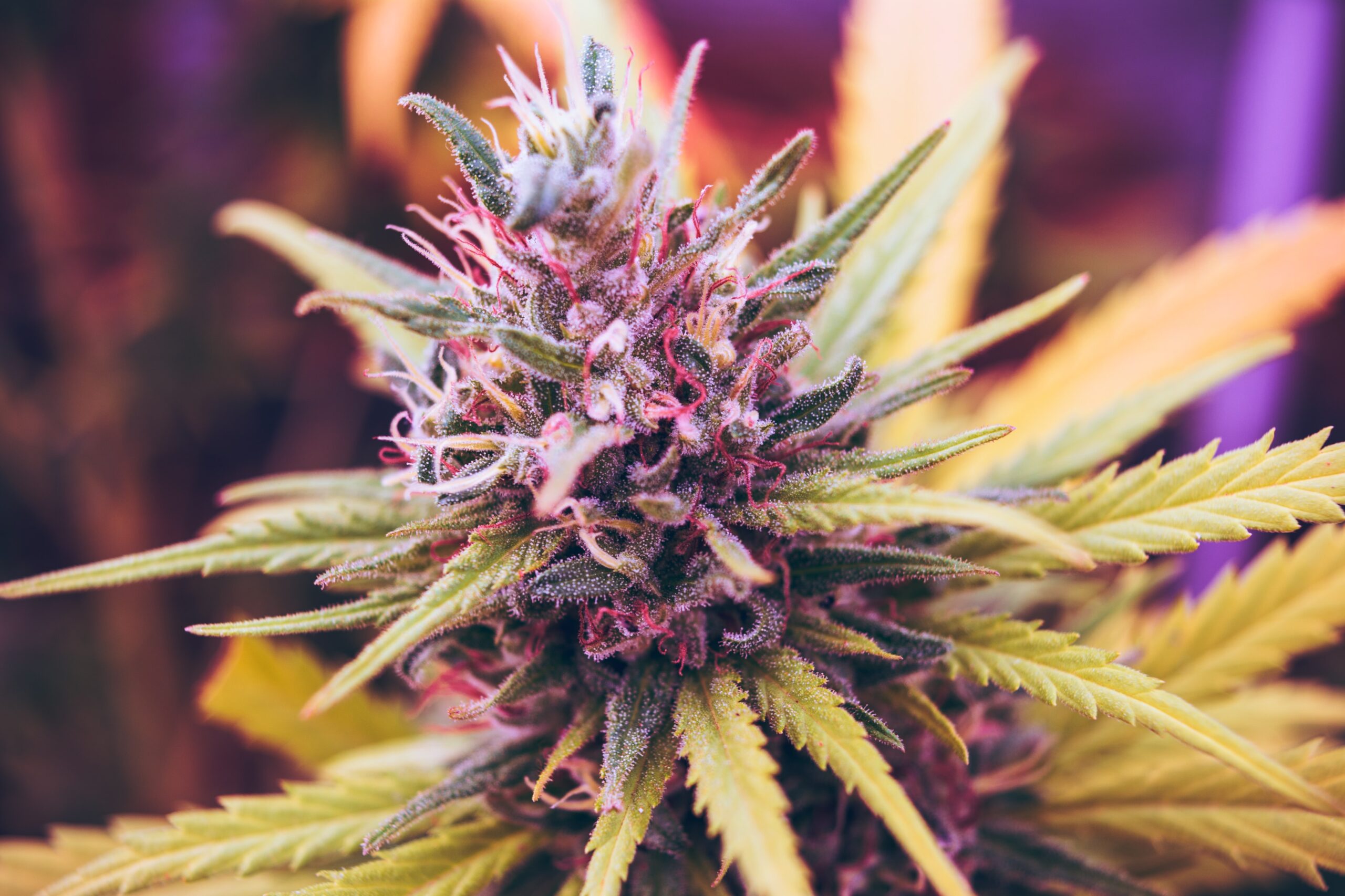Pressing cannabis flower