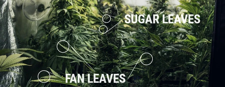 sugar leaves marijuana