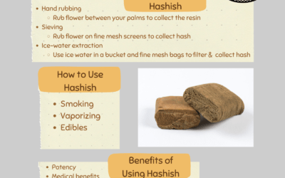 What is Hashish? The Delightful Cannabis Concentrate