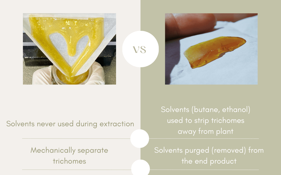 Learn the Differences Between Solventless vs Solvent Free